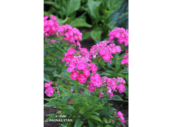 Phlox paniculata   'Bambini Primadonna'